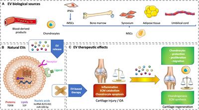 Is Extracellular Vesicle-Based Therapy the Next Answer for Cartilage Regeneration?